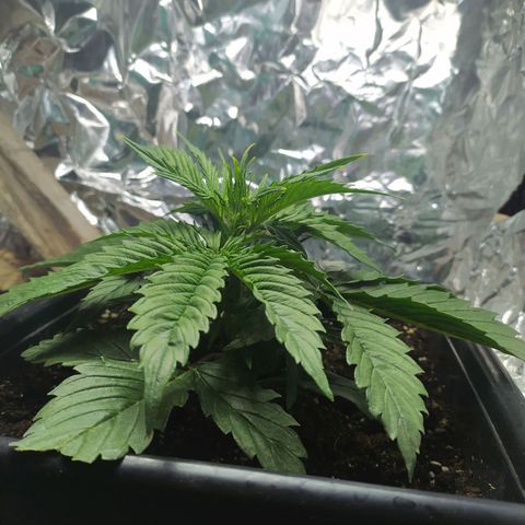Sig sour xxl growlog timeline photo