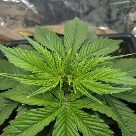Sig sour xxl growlog timeline photo