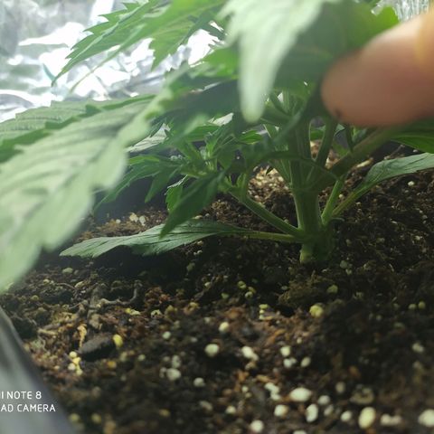 Sig sour xxl growlog timeline photo
