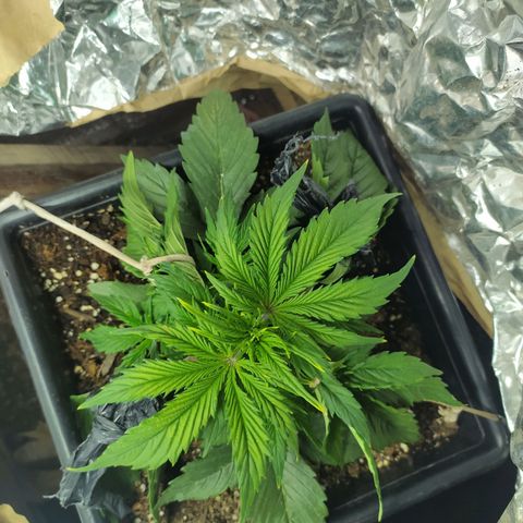 Sig sour xxl growlog timeline photo