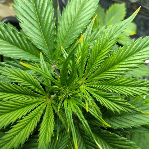 Sig sour xxl growlog timeline photo