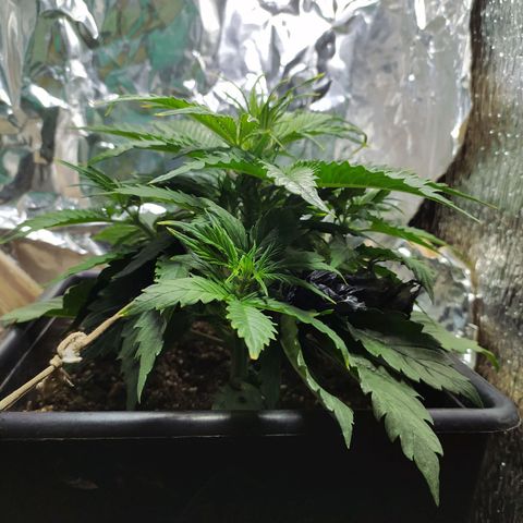 Sig sour xxl growlog timeline photo