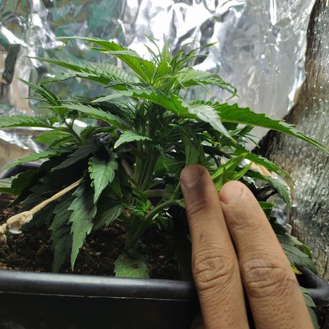 Sig sour xxl growlog timeline photo