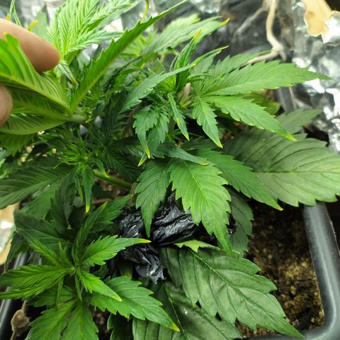 Sig sour xxl growlog timeline photo