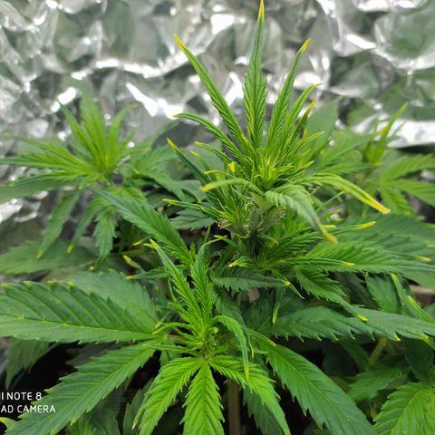 Sig sour xxl growlog timeline photo