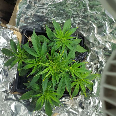 Sig sour xxl growlog timeline photo