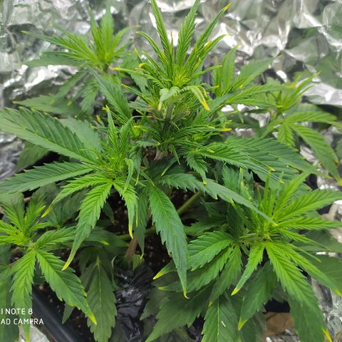 Sig sour xxl growlog timeline photo