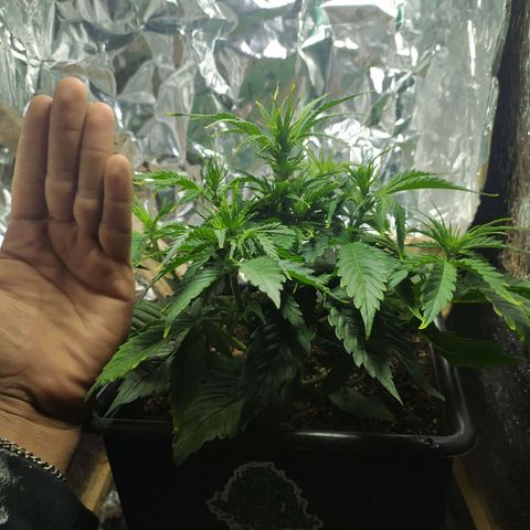 Sig sour xxl growlog timeline photo