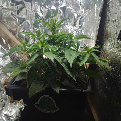 Sig sour xxl growlog timeline photo