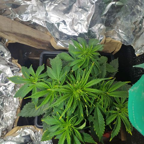 Sig sour xxl growlog timeline photo