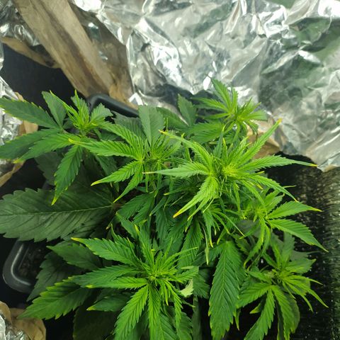 Sig sour xxl growlog timeline photo