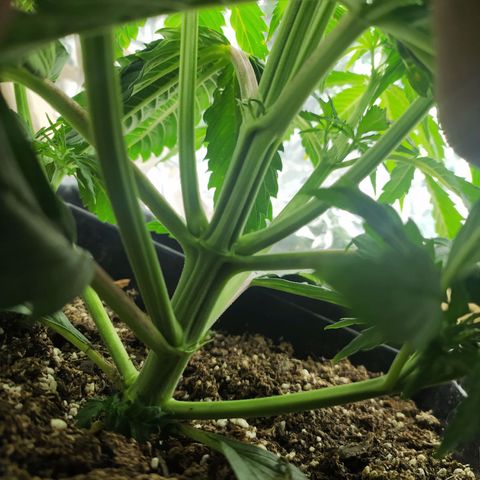 Sig sour xxl growlog timeline photo