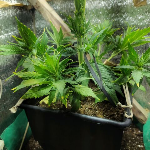 Sig sour xxl growlog timeline photo
