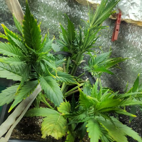 Sig sour xxl growlog timeline photo