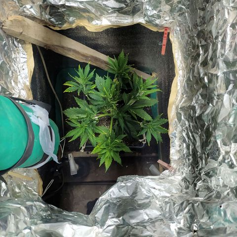 Sig sour xxl growlog timeline photo