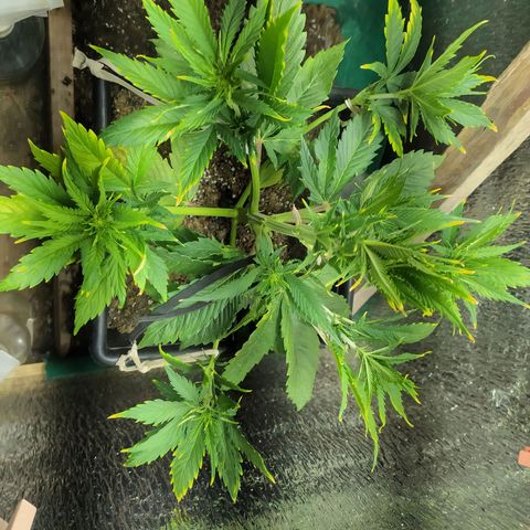 Sig sour xxl growlog timeline photo