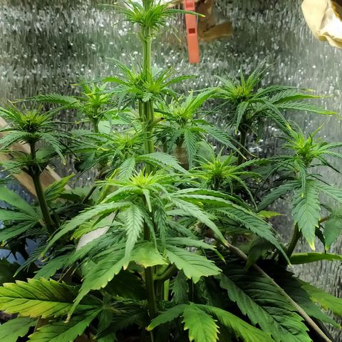 Sig sour xxl growlog timeline photo