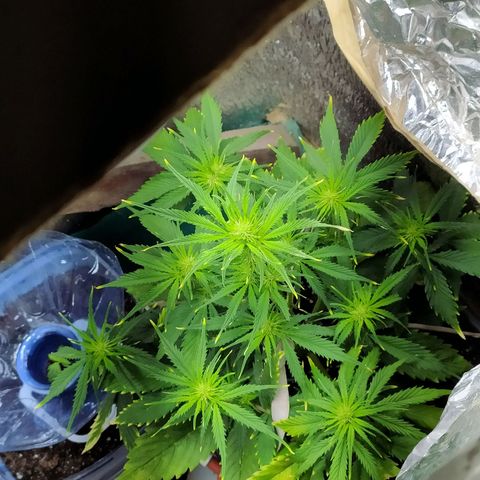 Sig sour xxl growlog timeline photo