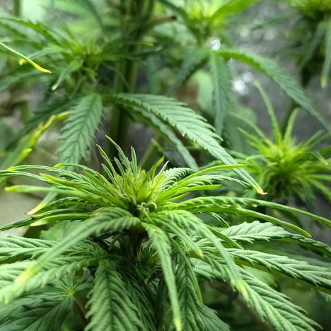 Sig sour xxl growlog timeline photo