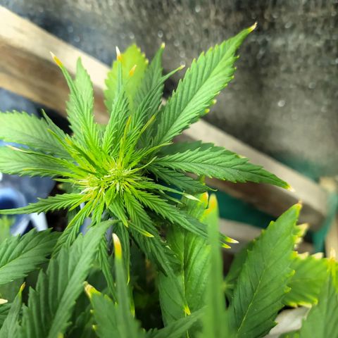 Sig sour xxl growlog timeline photo