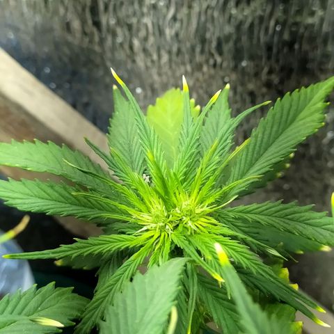 Sig sour xxl growlog timeline photo