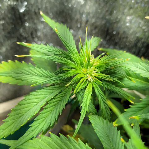 Sig sour xxl growlog timeline photo