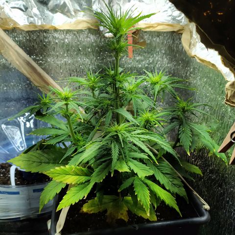 Sig sour xxl growlog timeline photo