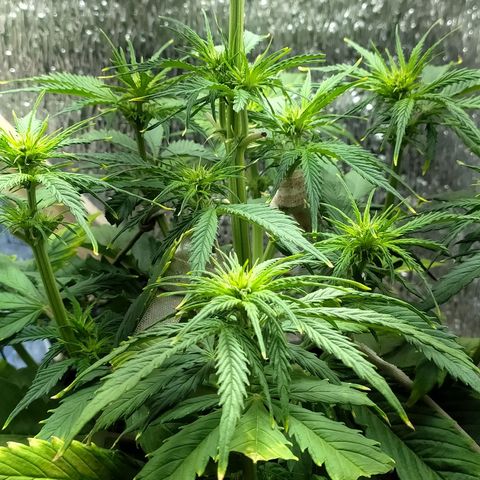 Sig sour xxl growlog timeline photo