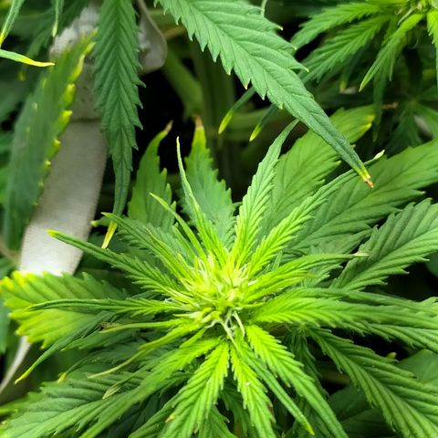 Sig sour xxl growlog timeline photo