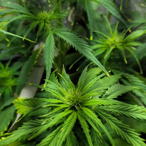 Sig sour xxl growlog timeline photo