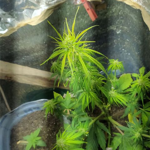 Sig sour xxl growlog timeline photo