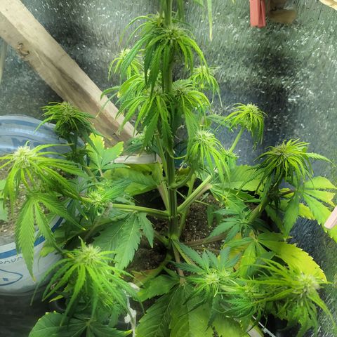 Sig sour xxl growlog timeline photo
