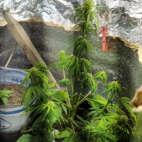 Sig sour xxl growlog timeline photo
