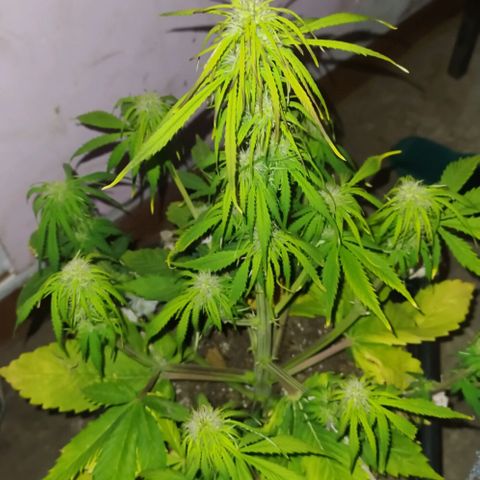 Sig sour xxl growlog timeline photo