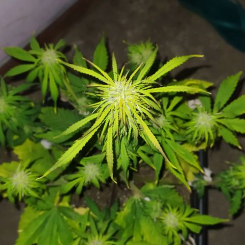 Sig sour xxl growlog timeline photo