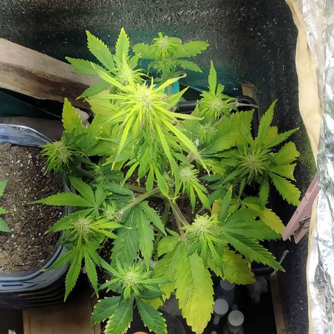 Sig sour xxl growlog timeline photo