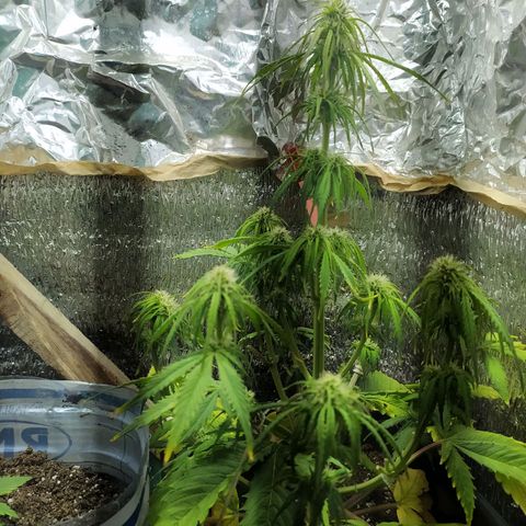 Sig sour xxl growlog timeline photo