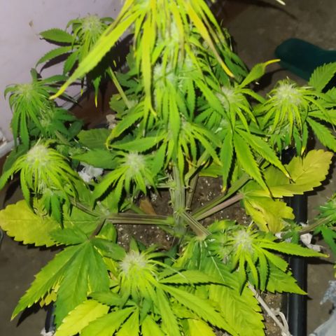 Sig sour xxl growlog timeline photo