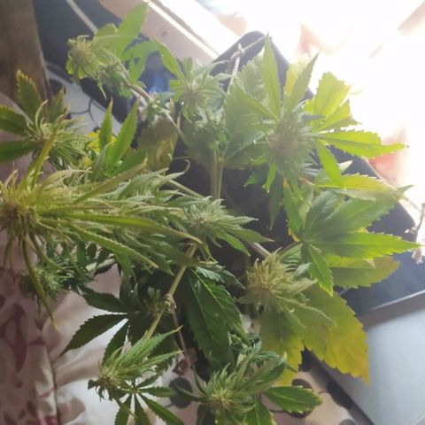 Sig sour xxl growlog timeline photo