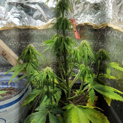 Sig sour xxl growlog timeline photo