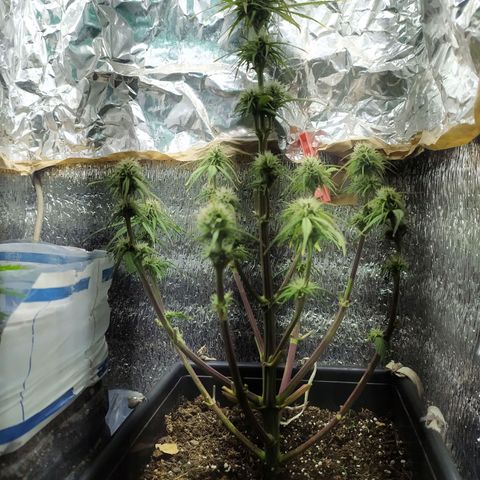 Sig sour xxl growlog timeline photo