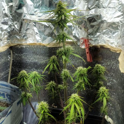 Sig sour xxl growlog timeline photo