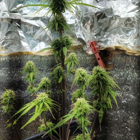 Sig sour xxl growlog timeline photo