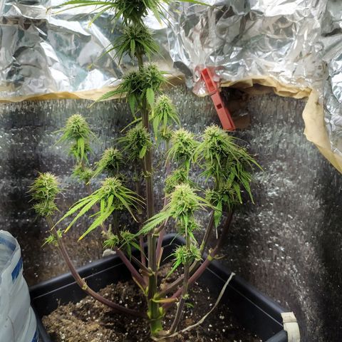 Sig sour xxl growlog timeline photo