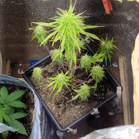 Sig sour xxl growlog timeline photo
