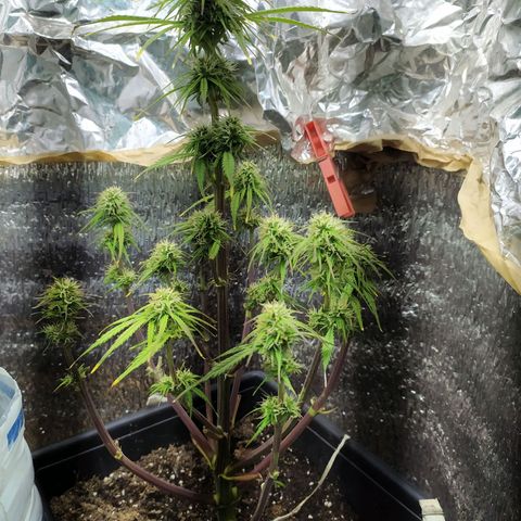 Sig sour xxl growlog timeline photo