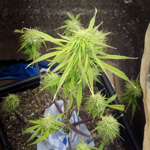 Sig sour xxl growlog timeline photo