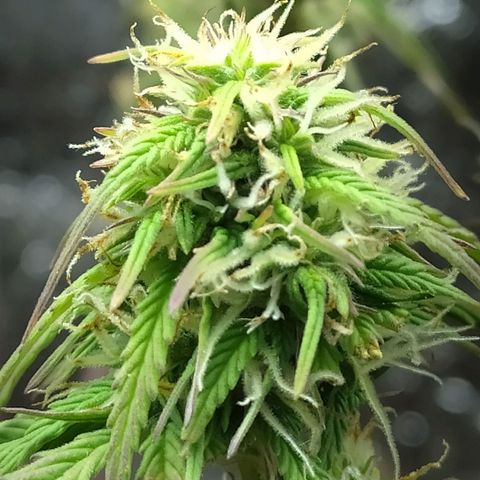Sig sour xxl growlog timeline photo