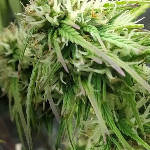 Sig sour xxl growlog timeline photo