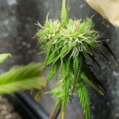 Sig sour xxl growlog timeline photo